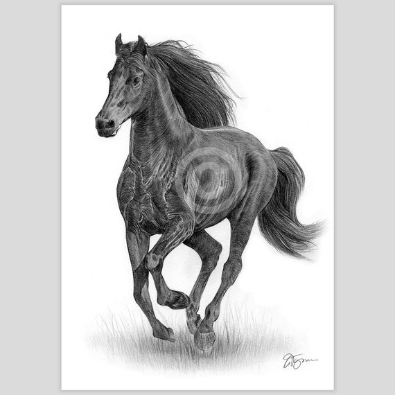 Friesian Horse artwork signed by artist G Tymon | pencil drawing print | 2 sizes | pet portrait watercolour sketch wall art for home animal