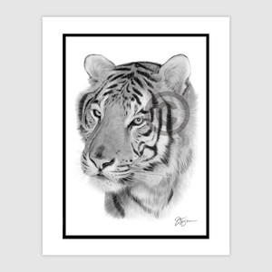 オリジナルの虎の鉛筆画 – 野生動物アート、サイン入り（額装済み、14
