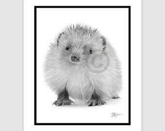 Baby Hedgehog - Original B&W Pencil Drawing artwork - Portrait size 10" x 8" - Mount (matte) size 12" x 10" - Signed - animal wildlife art