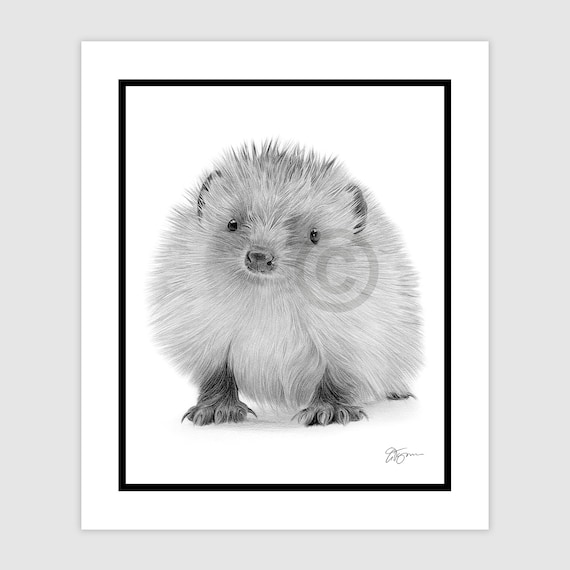 赤ちゃんハリネズミ - オリジナルの白黒鉛筆画アートワーク - ポート