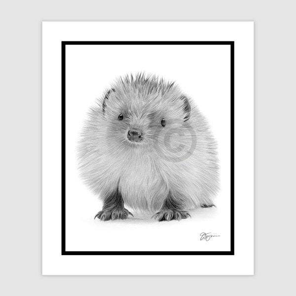 Baby Hedgehog - Original B&W Pencil Drawing artwork - Portrait size 10" x 8" - Mount (matte) size 12" x 10" - Signed - animal wildlife art