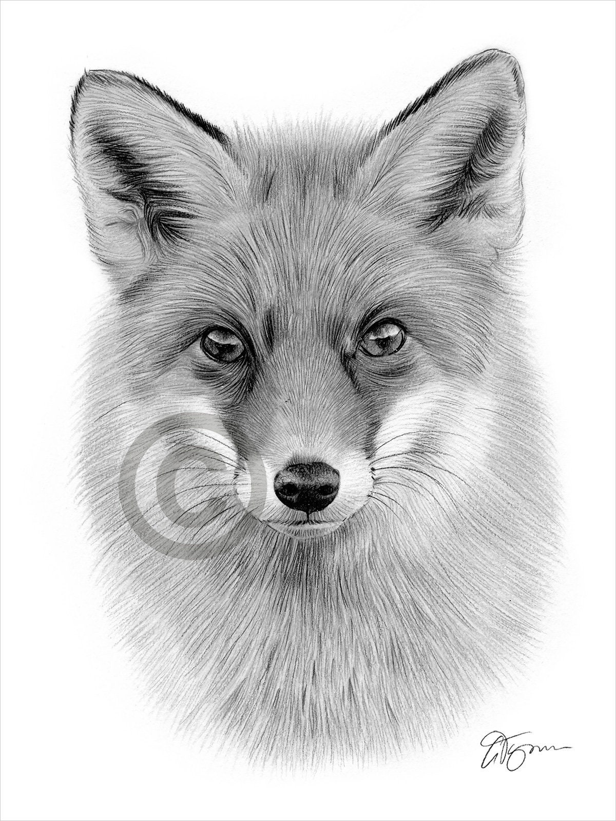 Red Fox Coloring Pages  ColoringAll