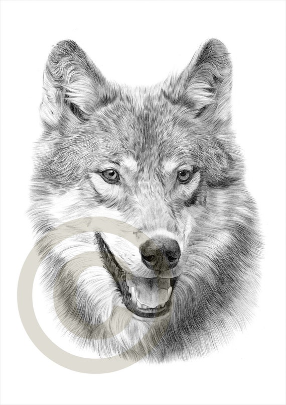 Wolf Face Portrait Artistic Black White Charcoal Sketch Wolf, White  Charcoal - valleyresorts.co.uk