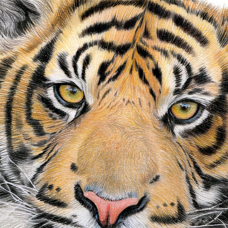 Close up of a colour pencil drawing artwork print of a Sumatran Tiger, completed by UK artist Gary Tymon.