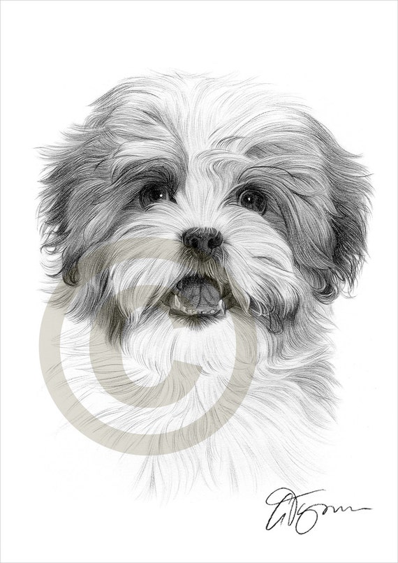 Shih Tzu Imprimer Dessin Crayon Chien Oeuvre Signée Par Lartiste Gary Tymon Portrait Au Crayon Taille Ltd Ed 50 Tirages Uniquement Format