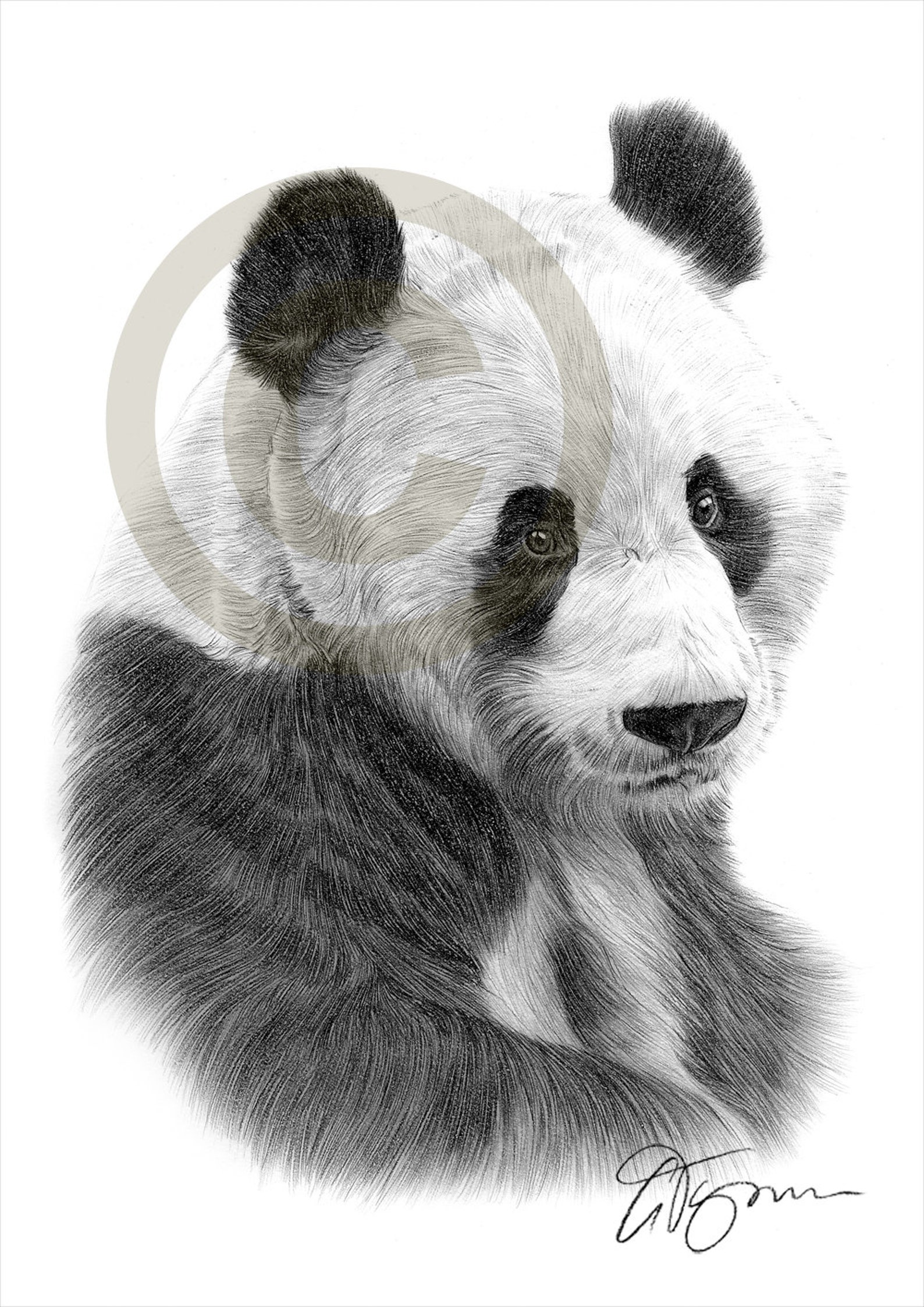 Голова панды рисунок