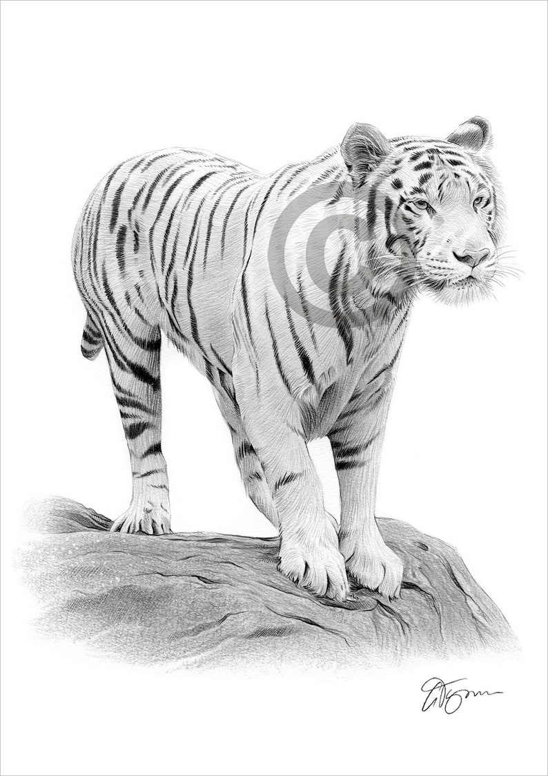 Young White Tiger pencil drawing print artwork signed by artist Gary Tymon 2 sizes big cat illustration animal art image 1