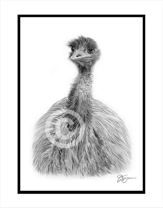 EMU - オリジナル白黒鉛筆画 - 肖像画サイズ 11.75