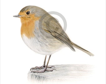 Robin Redbreast - Etsy