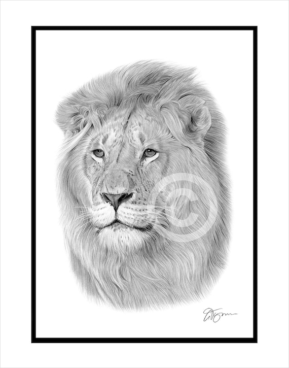 Adult LION - Original B&W Pencil Drawing - Portrait Size 11.75