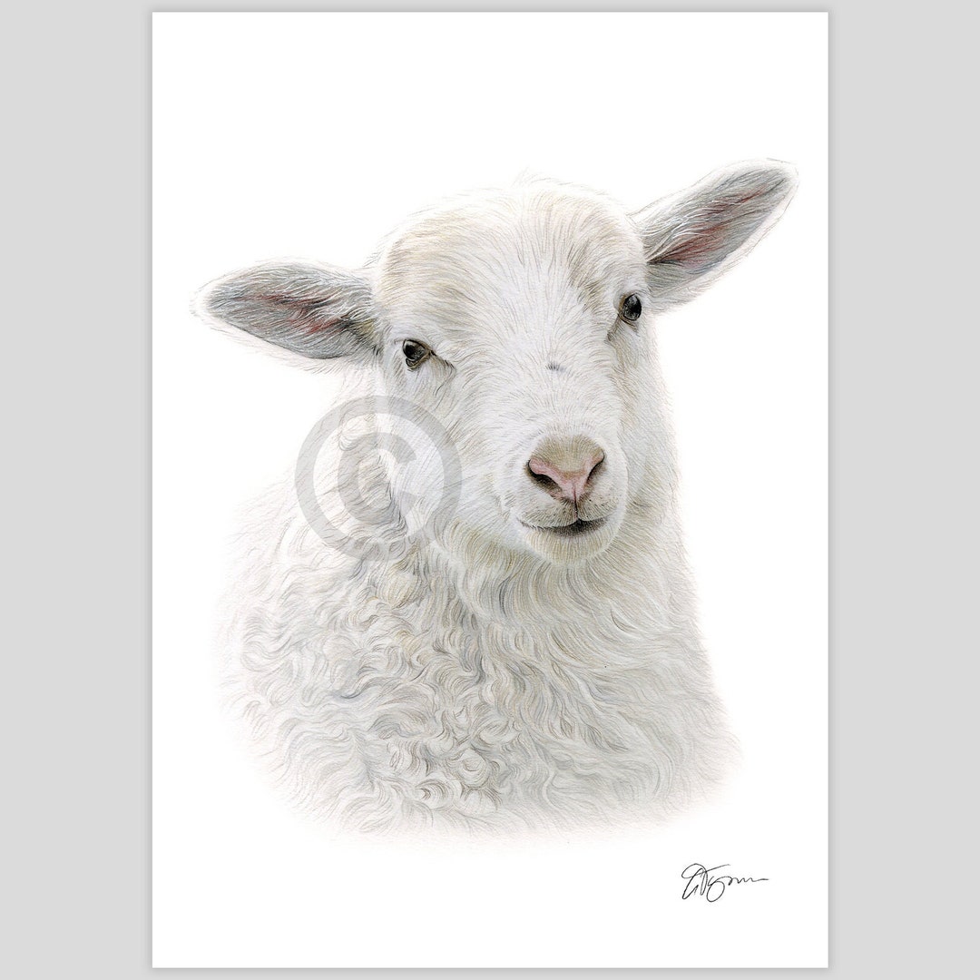 Sheep Color Pencil Drawing Artwork Print Signed by Artist Gary Tymon 2 ...