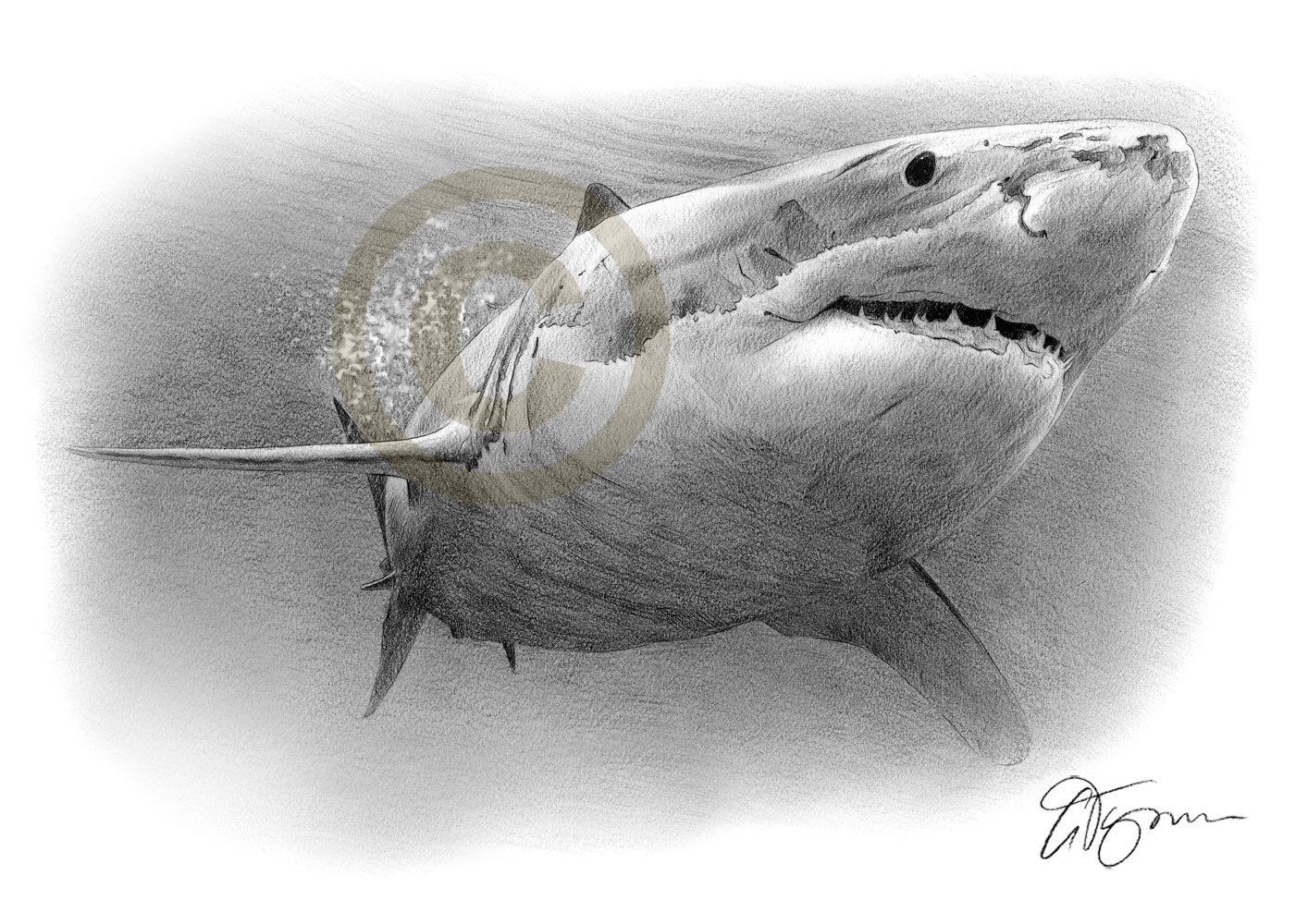 Shark Drawing With Scales On It Background, Pictures Of Sharks Drawings  Background Image And Wallpaper for Free Download