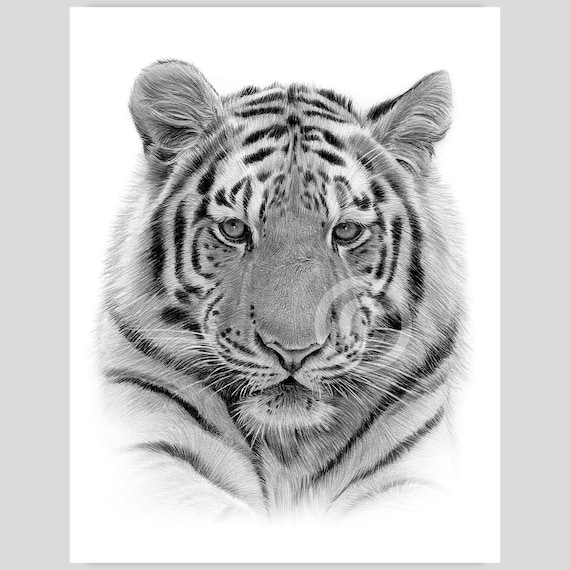 Bengal Tiger artwork by UK artist Gary Tymon | Instant download | pencil drawing | watercolour sketch big cat portrait | wildlife animal art