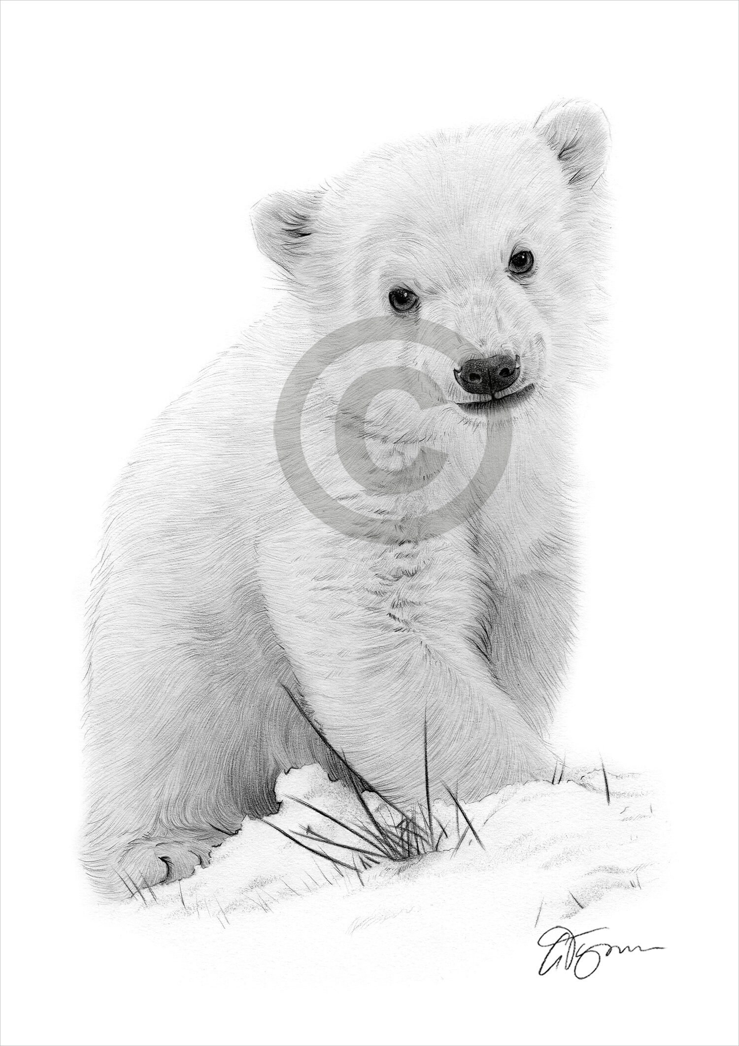 How To Draw A Baby Polar Bear Step By Step