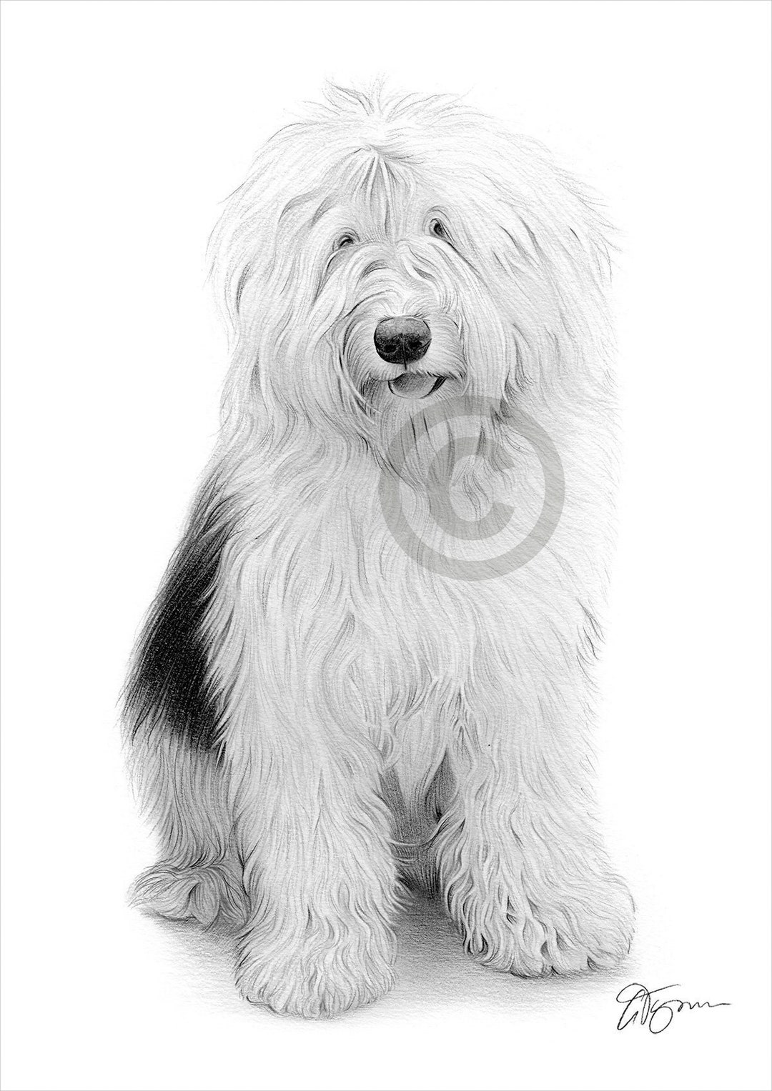 Antiguo pastor inglés (Bobtail)  English sheepdog puppy, Old english  sheepdog puppy, Old english sheepdog