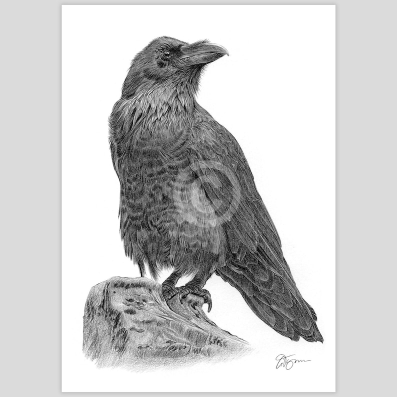 Raven pencil drawing artwork print by UK artist Gary Tymon.
