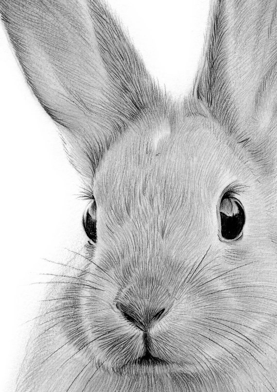 Bunny sketch Drawing by Hae Kim - Fine Art America