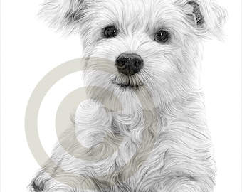 Dog West Highland White Terrier Puppy dessin au crayon - format A4 - oeuvre signée par l’artiste Gary Tymon - Ltd Ed 50 tirages seulement