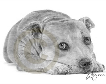 Staffy Staffordshire Bull Terrier - pencil drawing print - artwork signed by artist Gary Tymon - A4 size - Ltd Ed 50 prints - pet portrait