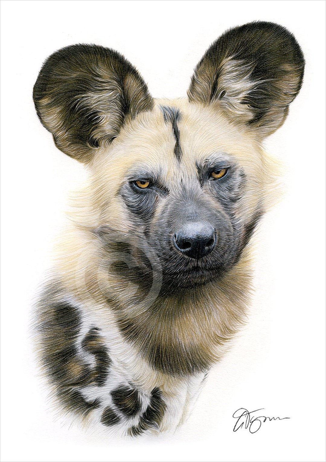 African Wild Dog Color Pencil Drawing Print Wildlife Art Artwork Signed by Artist Gary Tymon 2