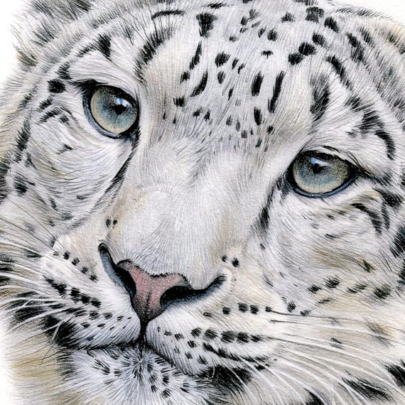 ユキヒョウ - 色鉛筆画プリント - 大型猫アート - アーティスト Gary