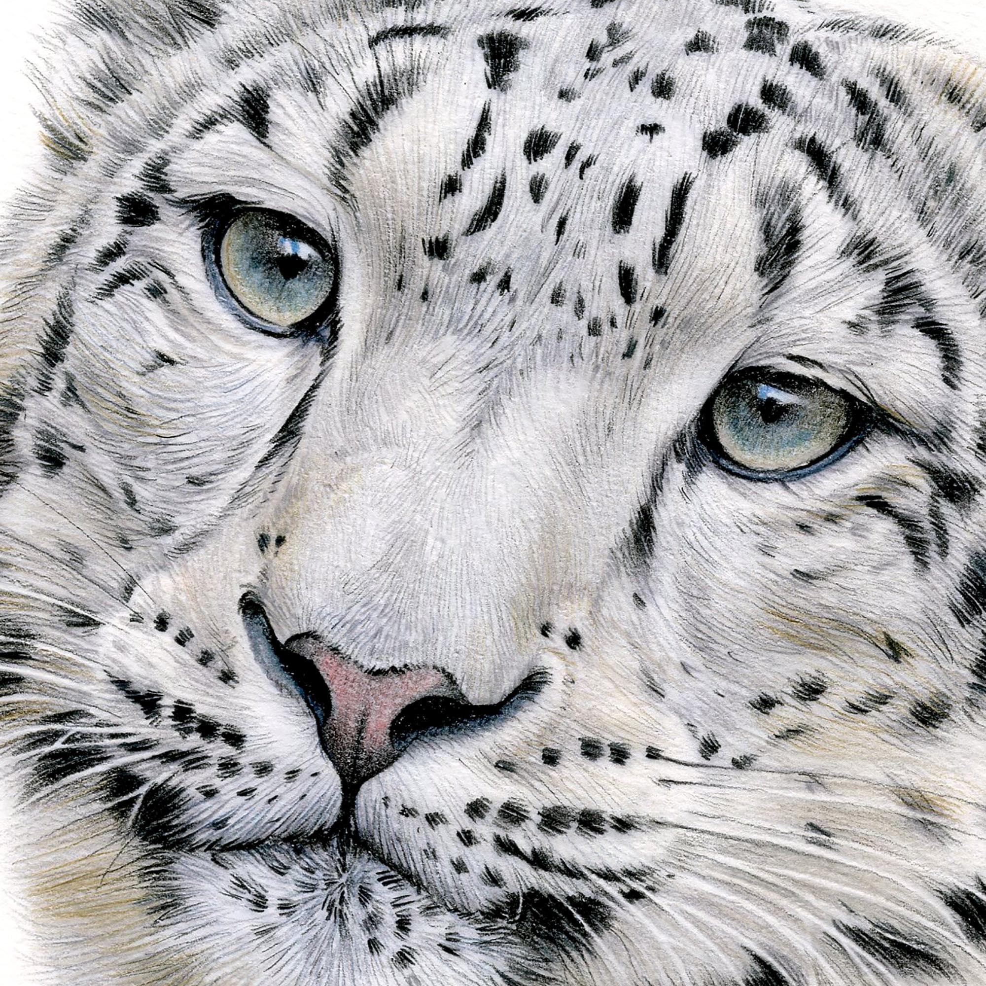 原画 デザイン画 雪豹 #70 ユキヒョウ - 色鉛筆画プリント - 大型猫アート - アーティスト