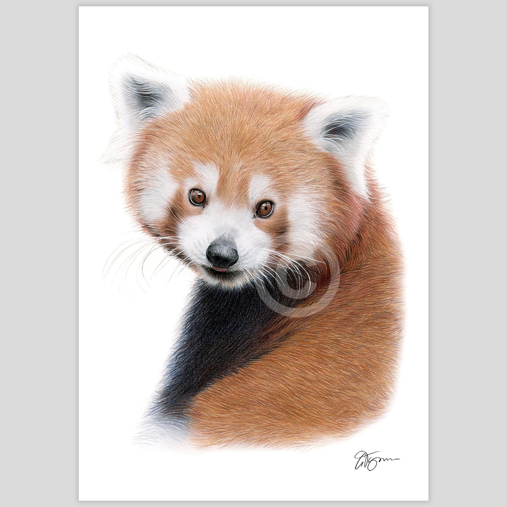 レッサーパンダ - 色鉛筆画プリント - 野生動物の肖像画