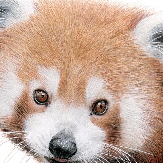 フィギュア レッサーパンダ アートトイ アーティストフィギュア
