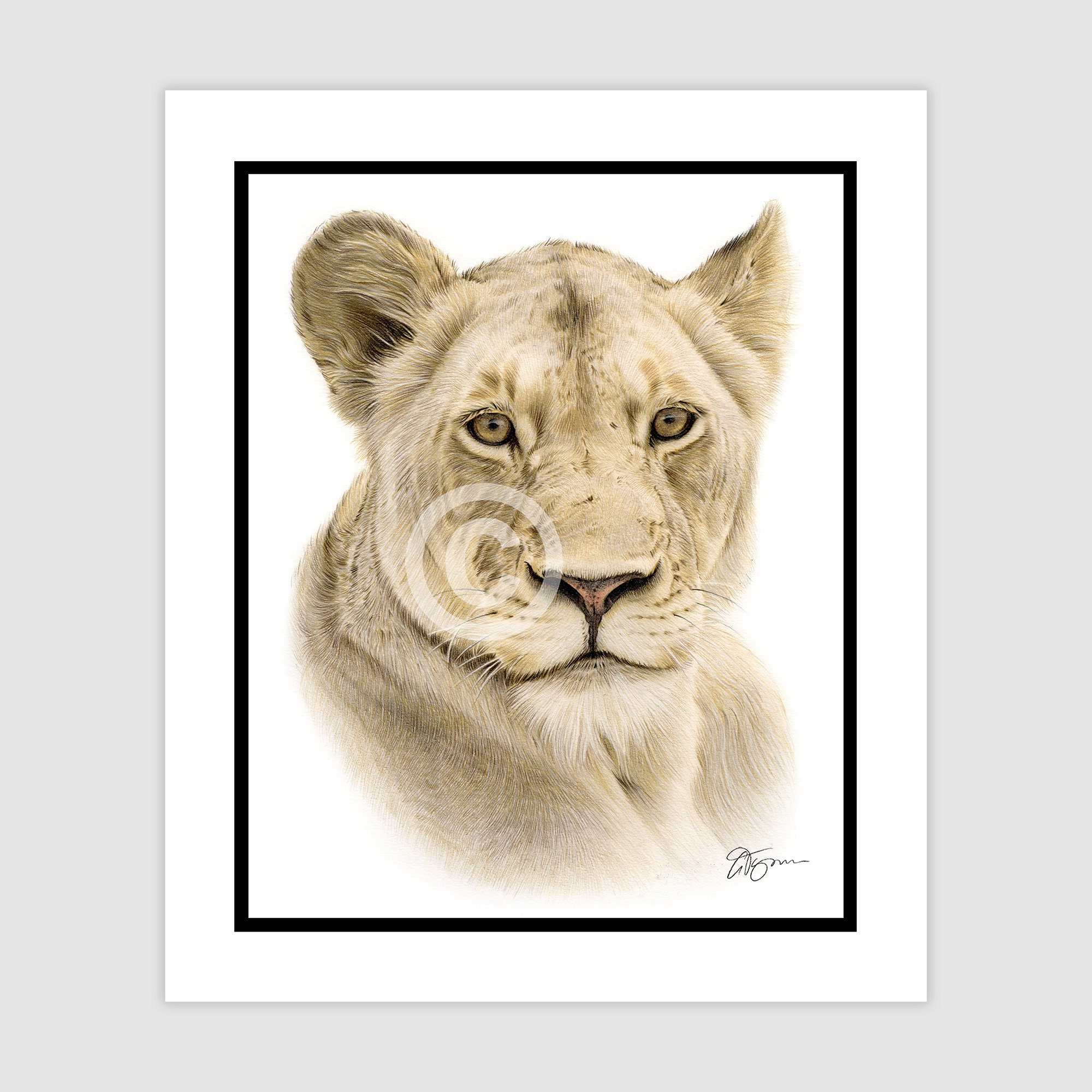 ライオン - オリジナル色鉛筆画 - 肖像画サイズ 10