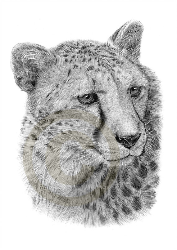 African Rysunek Ołówek Cheetah Print 2 Rozmiary Grafika Podpisana Przez Artystę Gary Tymon Ltd Ed 50 Wydruki Ołówek Portret