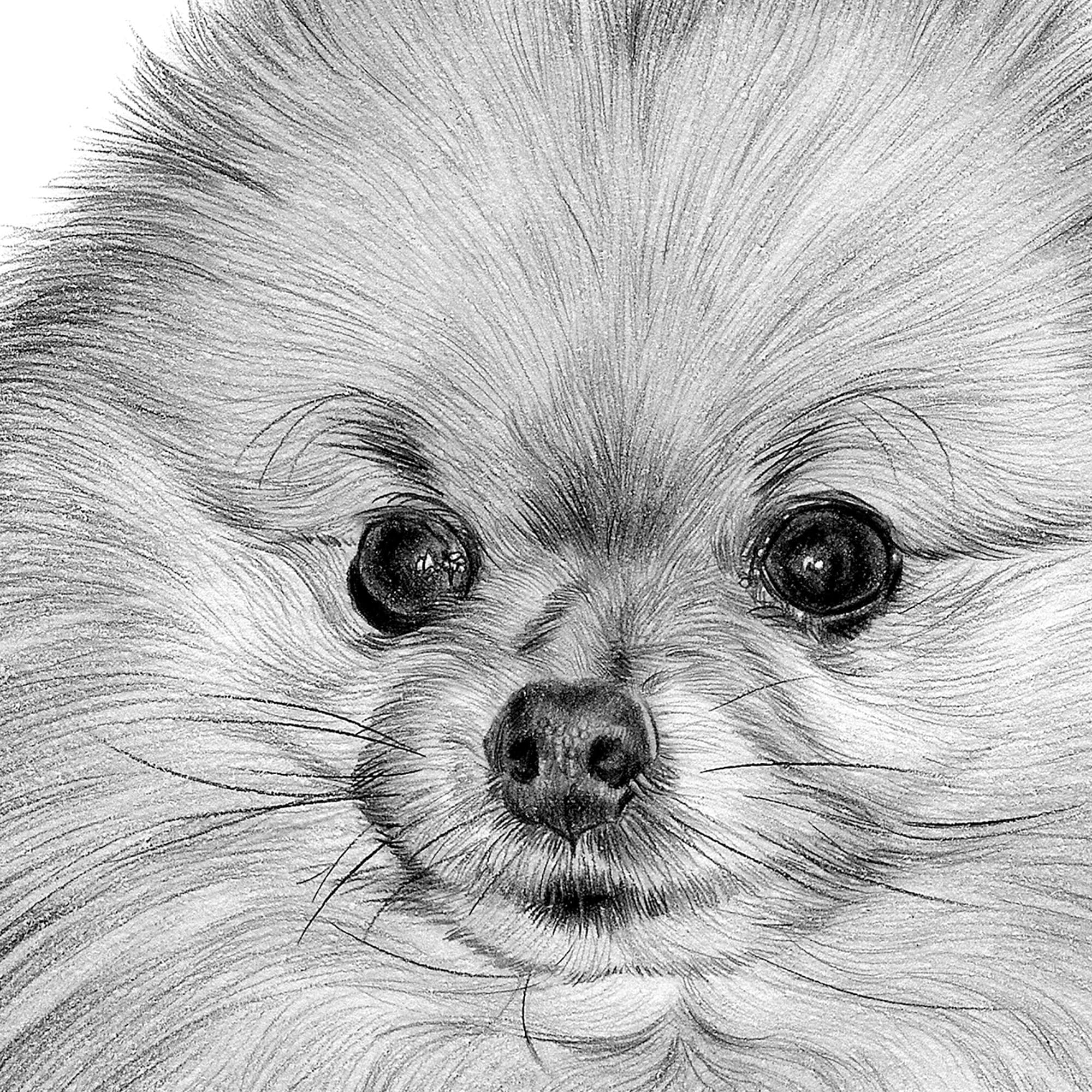 ポメラニアン犬 | 鉛筆画アートプリント | アーティスト G Tymon