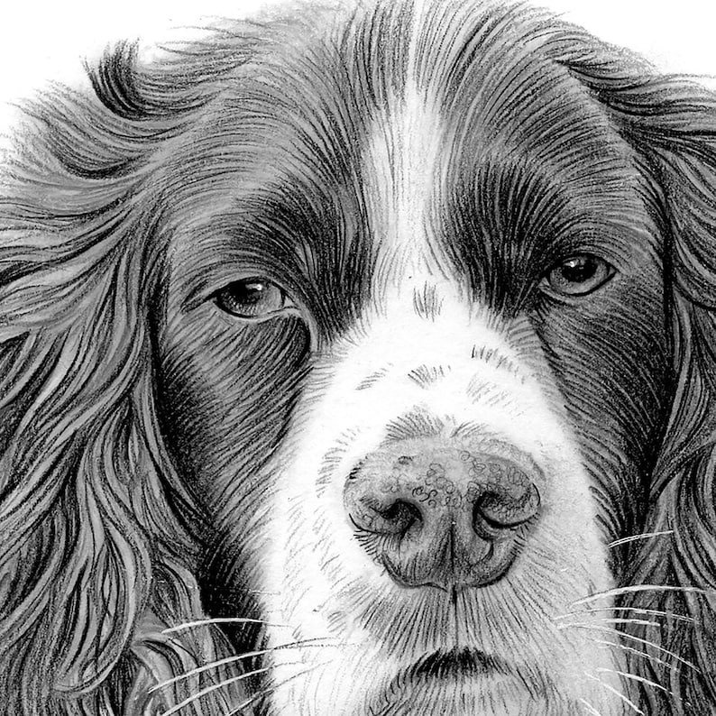 Springer Spaniel Dog Pencil Portrait - Fine Art Print (digital Download ...