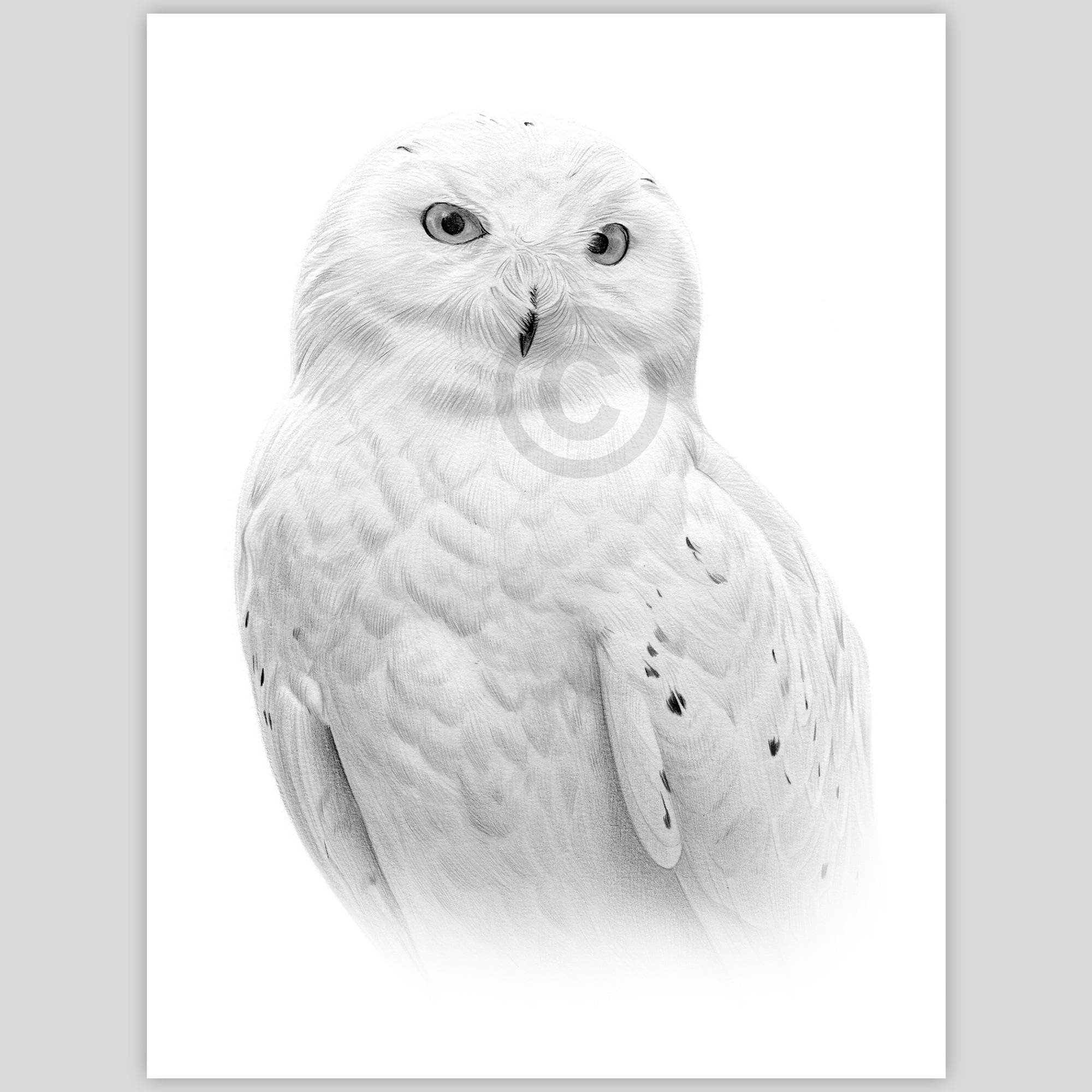 Digital Download - Pencil drawing of a Snowy Owl - artwork by UK artist Gary Tymon - Instant downloa