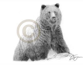 Brown Bear artwork - tirage au crayon - wildlife art - oeuvre signée par l’artiste G Tymon - Ltd Ed 50 prints - 2 tailles - portrait au crayon