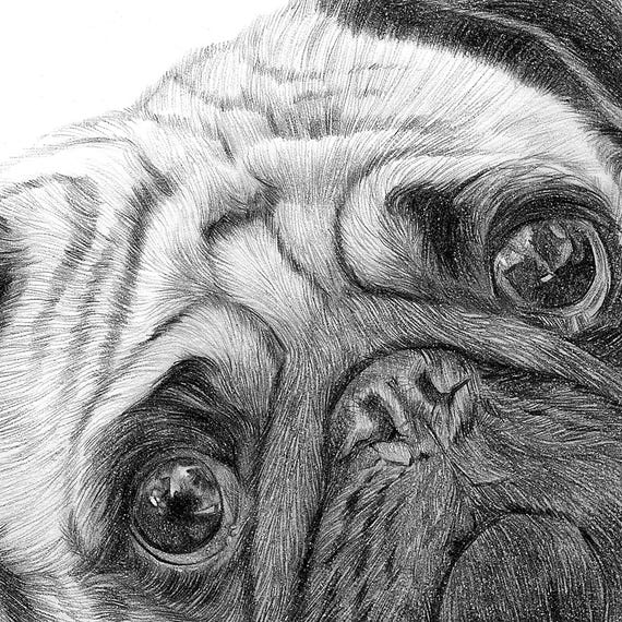 パグのおもちゃの犬 | 鉛筆画アートワークプリント | アーティスト G
