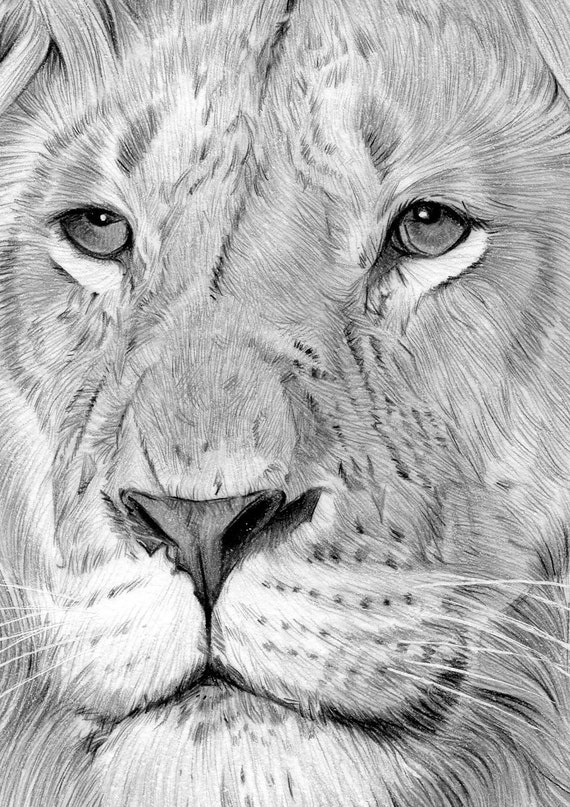 Adult LION - Original B&W Pencil Drawing - Portrait Size 11.75