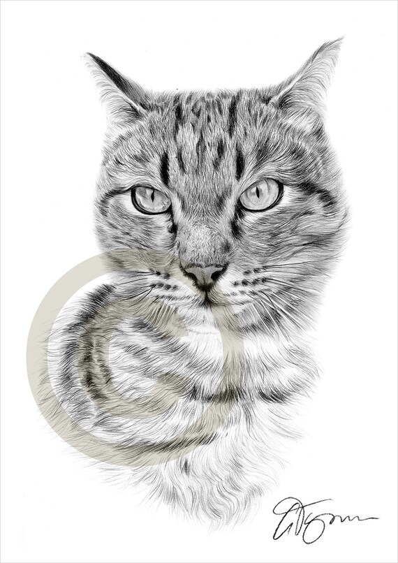 Imprimer Dessin De Tabby Chat Art De Chat Crayon Oeuvre Etsy Imprimer Dessin De Tabby Chat Art De Chat Crayon Oeuvre Etsy