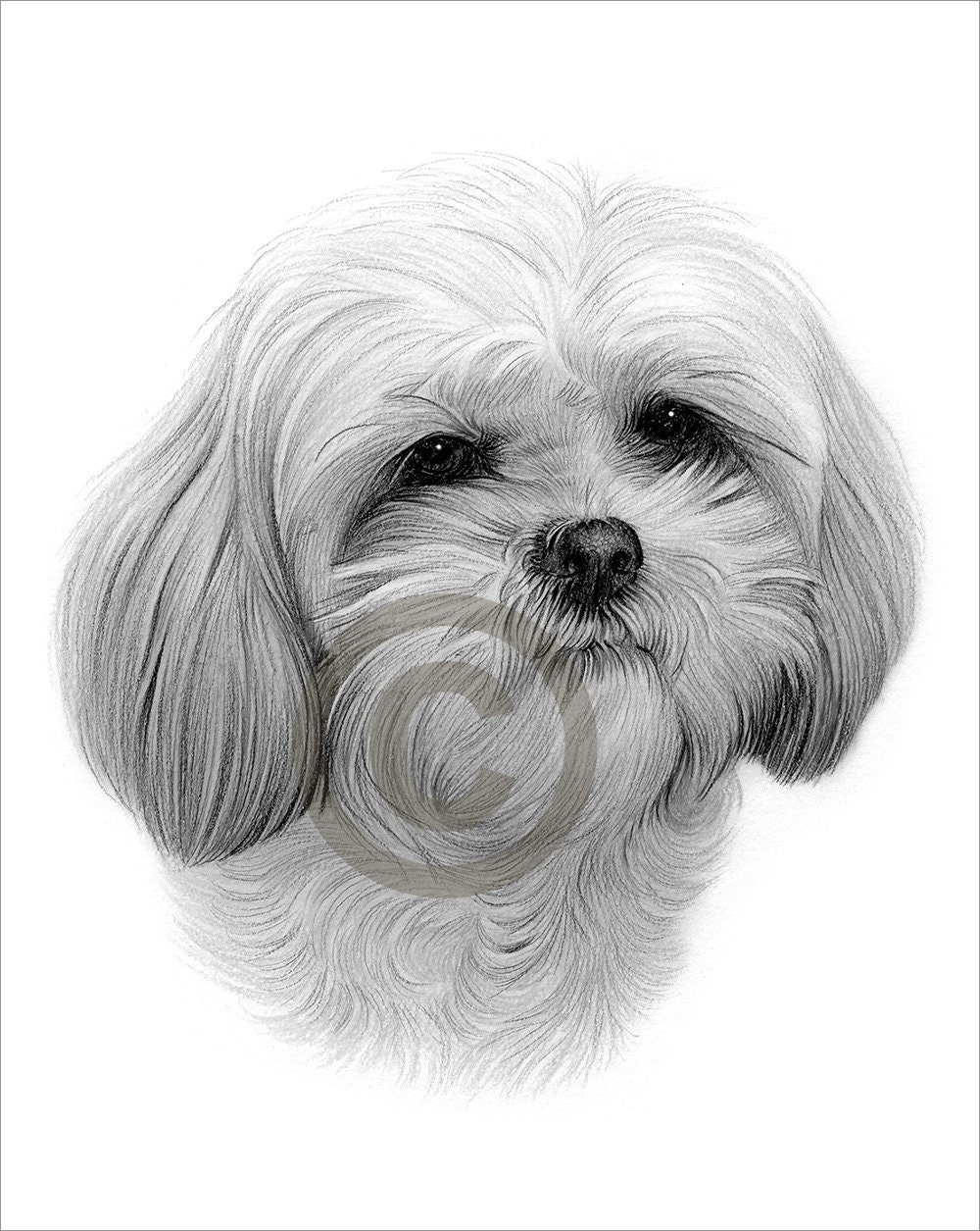 Digital Download Pencil Drawing Of A Shih Tzu Toy Dog Etsy Digital Download Pencil Drawing Of A Shih Tzu Toy Dog Etsy