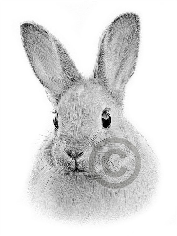 Illustration Cute Bunny Rabbit Sketch Stock Vector Royalty Free 462859060   Shutterstock