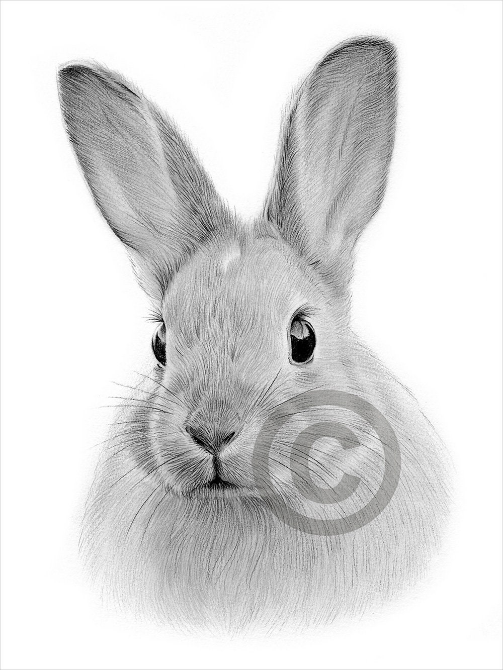 Digital Download Dibujo a lápiz de un conejo Ilustraciones - Etsy México