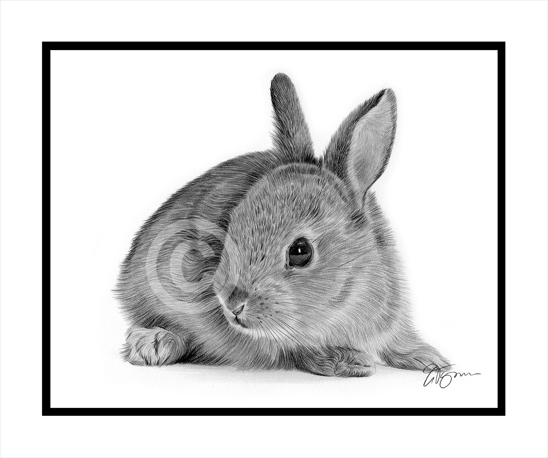 Sketches.in - Rabbit – Realistic Color Pencil Sketch This is a cute white  rabbit color pencil sketch. After a long time this is my first Color pencil  sketch. I have sketched this