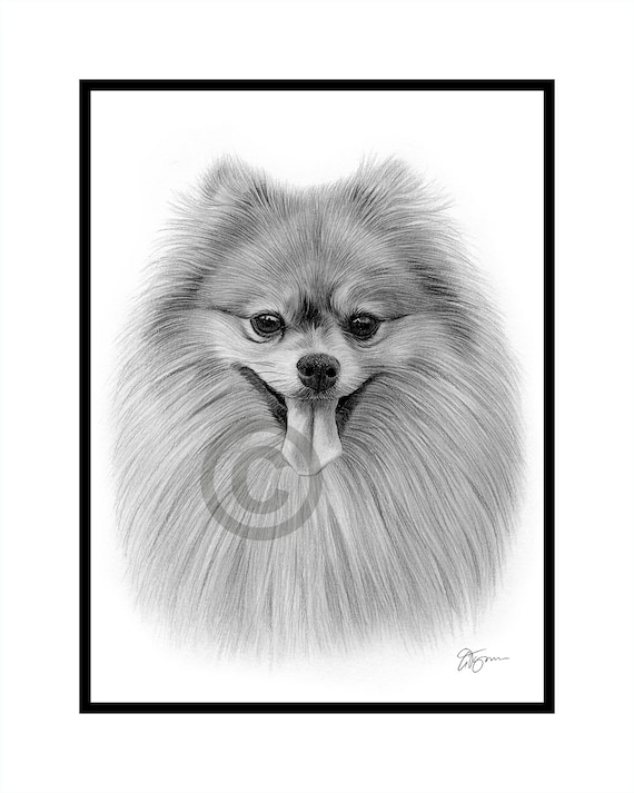 ポメラニアン❤️犬 原画 鉛筆画 絵画 手描き イラスト 2Lサイズ