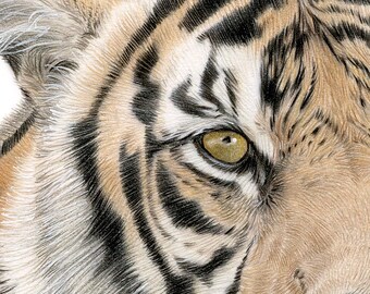ベンガルトラの肖像画 - オリジナルの色鉛筆画 - サイズ A4 (11.75 x