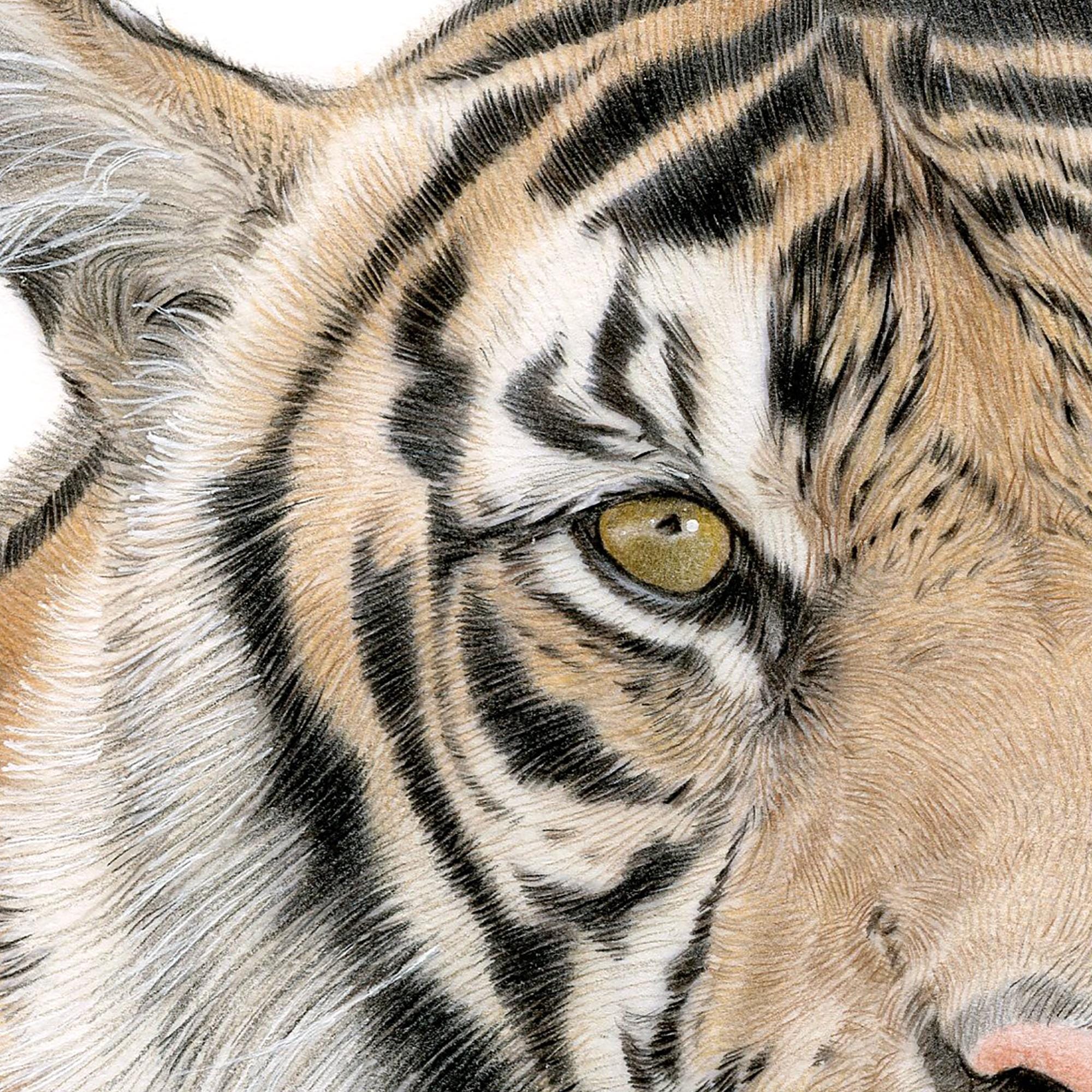 ベンガルトラの肖像画 - オリジナルの色鉛筆画 - サイズ A4 (11.75 x