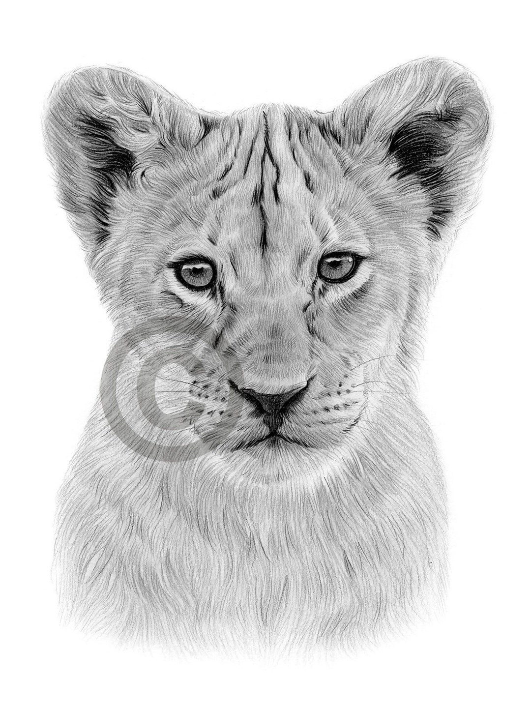 fast-version) How to Draw a Lion / cub - Step by Step Tutorial - YouTube