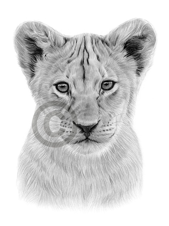 Lion cub coloring page drawing for kids 26615196 Vector Art at Vecteezy