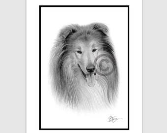 ROUGH COLLIE - Original B&W Pencil Drawing - Portrait size 8" x 6" - Mount (matte) size 10" x 8" - Signed - Dog art