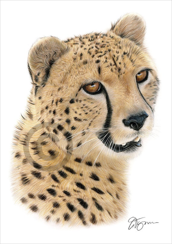 Guepard Africain Tirage Au Sort Crayon Couleur Art Du Etsy France