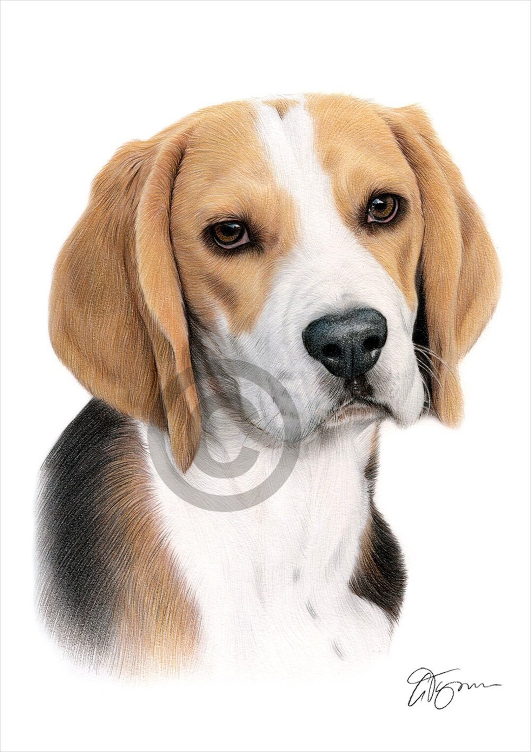Buy BEAGLE Color Pencil Drawing Print Animal Art Artwork Online in India - Etsy Buy BEAGLE Color Pencil Drawing Print Animal Art Artwork Online in India - Etsy