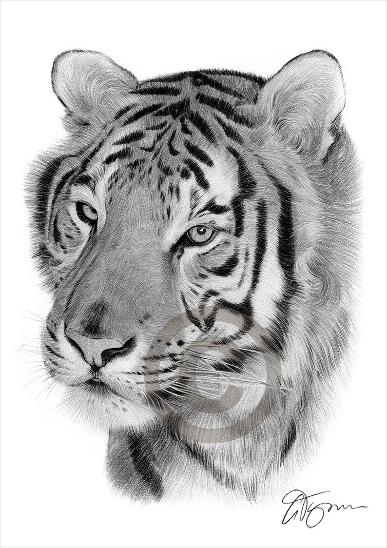 Tiger artwork Bengal Tiger pencil drawing print artwork Etsy
